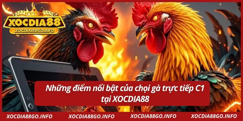 Hình thức chọi gà C1 phong phú và thú vị
